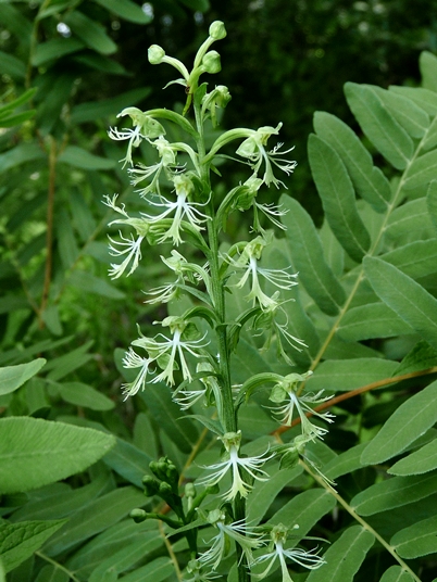 {Platanthera lacera}